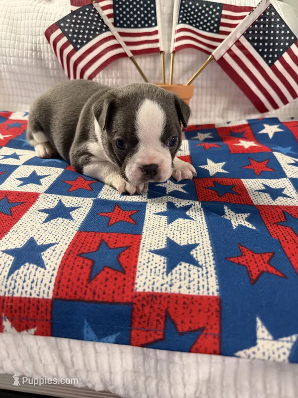 Mr Blue jeans – Boston Terrier puppy for sale in Binger, OK