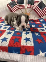 Mr Blue jeans, a male Boston Terrier for sale in Binger, OK – 1 of 2