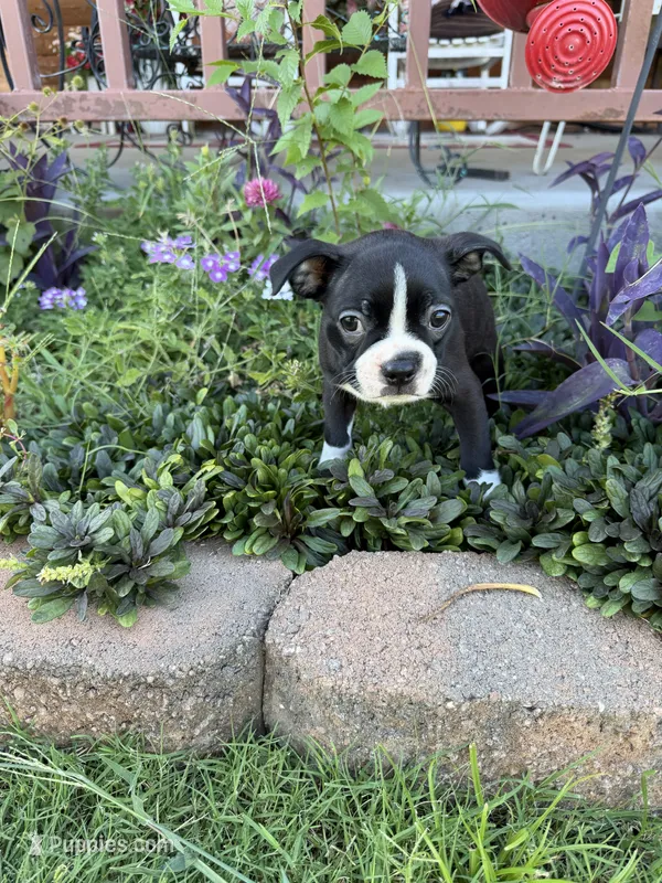 George – Boston Terrier puppy for sale in Binger, OK
