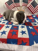 Mr Blue jeans, a male Boston Terrier for sale in Binger, OK – 2 of 2
