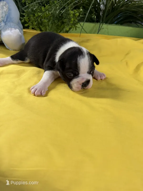 Ellie  – Boston Terrier puppy for sale in Binger, OK