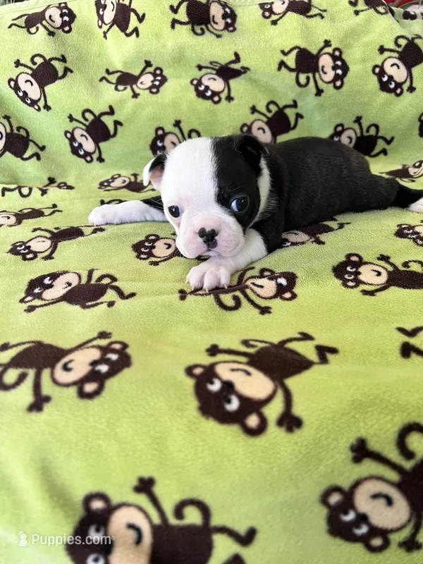 Allie – Boston Terrier puppy for sale in Binger, OK