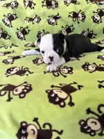 Allie, a female Boston Terrier for sale in Binger, OK – Photo 1 of 4