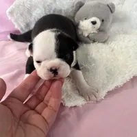 Allie, a female Boston Terrier for sale in Binger, OK – Photo 4 of 4