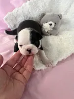 Allie, a female Boston Terrier for sale in Binger, OK – Photo 1 of 3