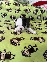 Allie, a female Boston Terrier for sale in Binger, OK – Photo 2 of 4