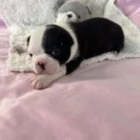 Allie, a female Boston Terrier for sale in Binger, OK – Photo 3 of 4