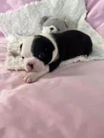 Allie, a female Boston Terrier for sale in Binger, OK – Photo 2 of 3