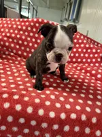 Ruby Ann, a female Boston Terrier for sale in Binger, OK – 3 of 9