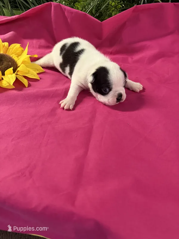 Evie – Boston Terrier puppy for sale in Binger, OK
