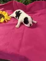 Evie, a female Boston Terrier for sale in Binger, OK – 1 of 2