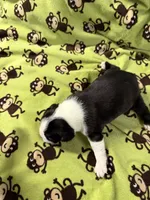 Poppy, a female Boston Terrier for sale in Binger, OK – 3 of 3