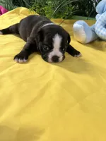 Reba, a female Boston Terrier for sale in Binger, OK – Photo 2 of 4