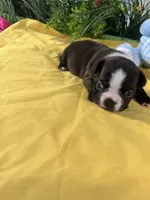 Reba, a female Boston Terrier for sale in Binger, OK – Photo 1 of 4