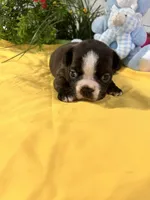 Reba, a female Boston Terrier for sale in Binger, OK – Photo 4 of 4