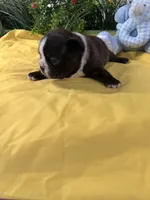 Reba, a female Boston Terrier for sale in Binger, OK – Photo 3 of 4