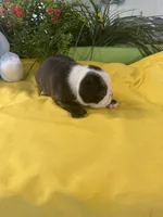 Ruby Ann, a female Boston Terrier for sale in Binger, OK – 2 of 2