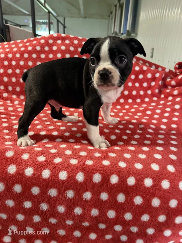 Gregg  – Boston Terrier puppy for sale in Binger, OK