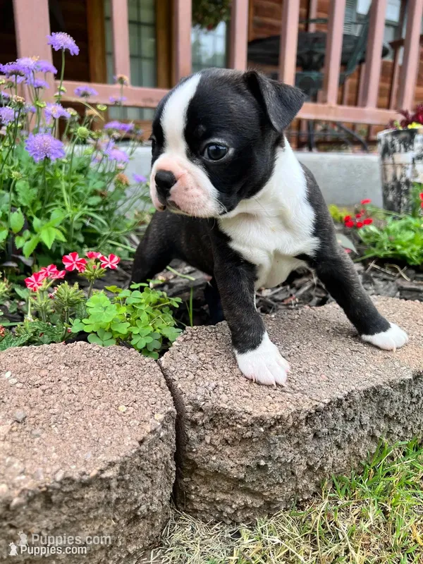 Roger – Boston Terrier puppy for sale in Binger, OK
