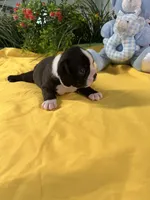 Roger, a male Boston Terrier for sale in Binger, OK – Photo 2 of 2