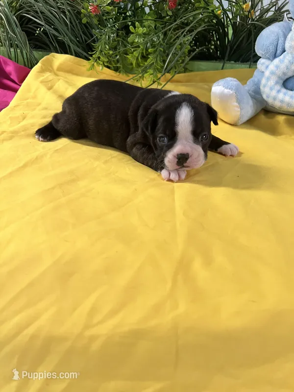 Roger – Boston Terrier puppy for sale in Binger, OK