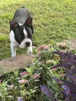 Cash , a male Boston Terrier for sale in Binger, OK – 3 of 3