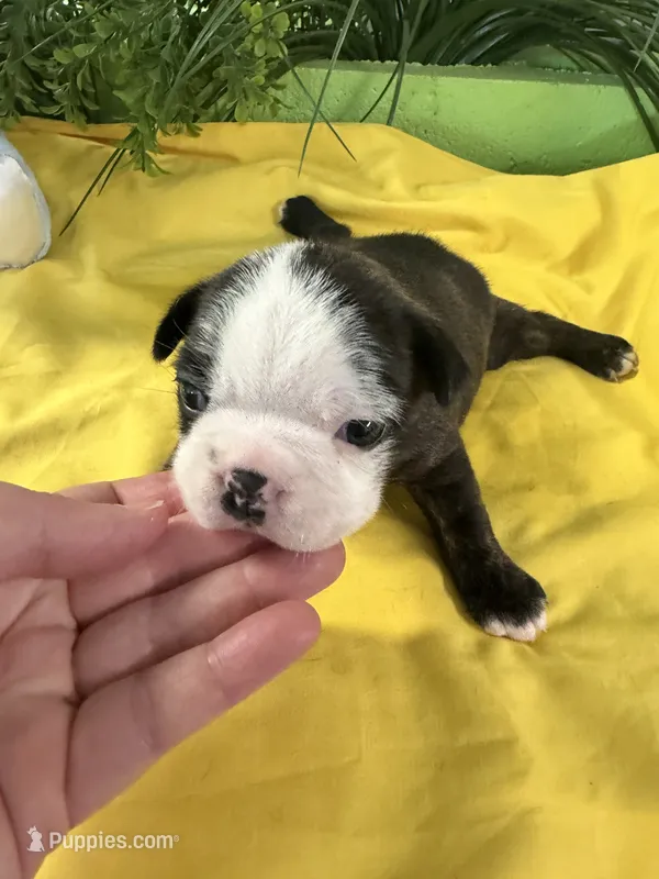 Ruby Ann – Boston Terrier puppy for sale in Binger, OK