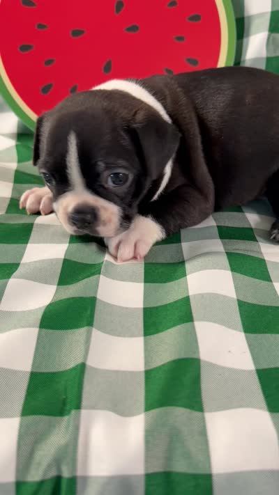 George, a male Boston Terrier for sale in Binger, OK – 4 of 4