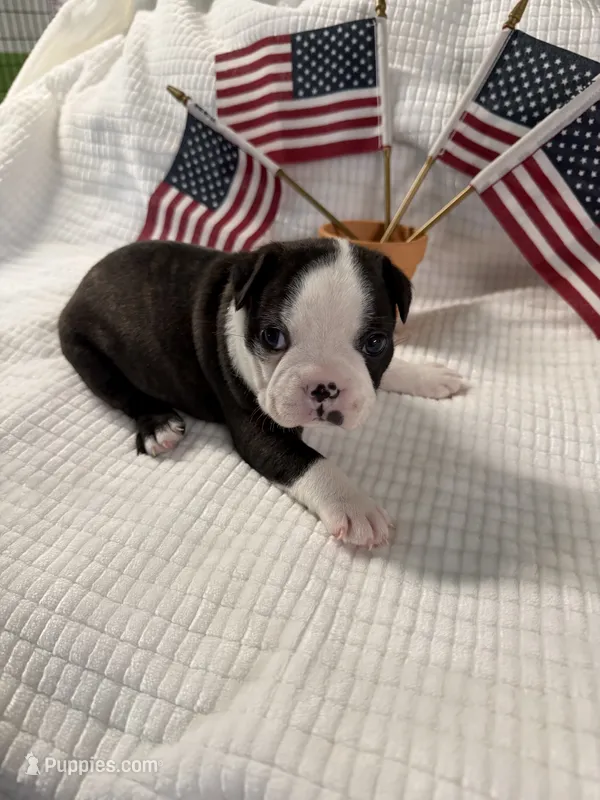 Rex – Boston Terrier puppy for sale in Binger, OK