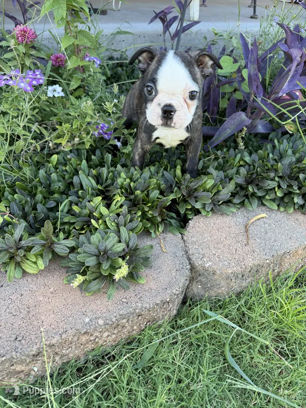 Ruby Ann – Boston Terrier puppy for sale in Binger, OK