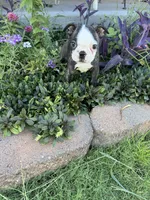 Ruby Ann, a female Boston Terrier for sale in Binger, OK – 1 of 9