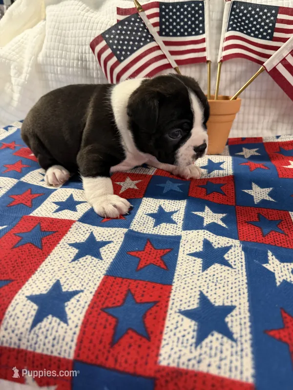 Gregg  – Boston Terrier puppy for sale in Binger, OK