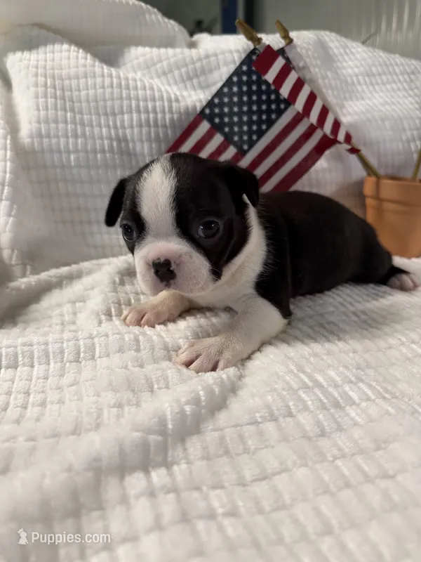 Poppy – Boston Terrier puppy for sale in Binger, OK