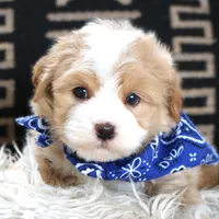 Fred, a male Havanese for sale in Choudrant, LA – Photo 2 of 5