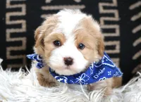 Fred, a female Havanese for sale in Choudrant, LA – Photo 2 of 5