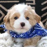 Fred, a male Havanese for sale in Choudrant, LA – Photo 5 of 5