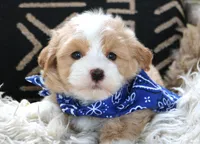 Fred, a female Havanese for sale in Choudrant, LA – Photo 5 of 5