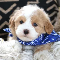Fred, a male Havanese for sale in Choudrant, LA – Photo 3 of 5
