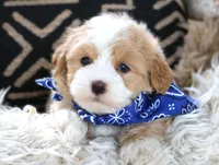 Fred, a female Havanese for sale in Choudrant, LA – Photo 3 of 5