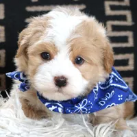 Fred, a male Havanese for sale in Choudrant, LA – Photo 4 of 5