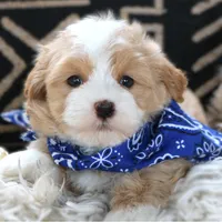 Fred, a male Havanese for sale in Choudrant, LA – Photo 1 of 5