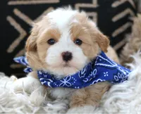 Fred, a female Havanese for sale in Choudrant, LA – Photo 1 of 5