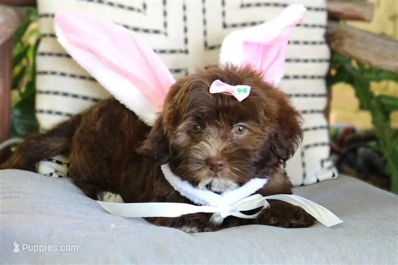 Rumi – Havanese puppy for sale in Choudrant, LA