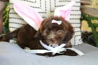 Rumi, a female Havanese for sale in Choudrant, LA – Photo 1 of 4