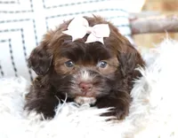 Rumi, a female Havanese for sale in Choudrant, LA – Photo 3 of 3