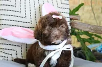 Rumi, a female Havanese for sale in Choudrant, LA – Photo 3 of 4