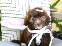 Rumi, a female Havanese for sale in Choudrant, LA – Photo 4 of 4