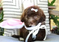 Rumi, a female Havanese for sale in Choudrant, LA – Photo 2 of 4