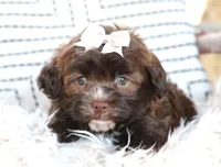 Rumi, a female Havanese for sale in Choudrant, LA – Photo 2 of 3
