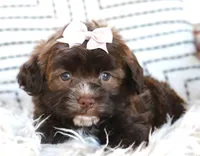 Rumi, a female Havanese for sale in Choudrant, LA – Photo 1 of 3